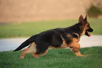 Freida, a female German Shepherd Dog for sale in Nappanee, IN – 4 of 7