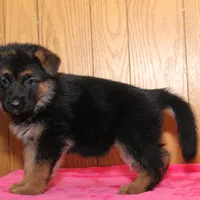 Freida, a female German Shepherd Dog for sale in Nappanee, IN – Photo 4 of 7