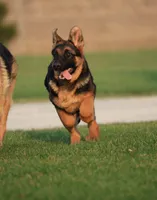 Freida, a female German Shepherd Dog for sale in Nappanee, IN – 2 of 7