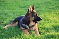 Freida, a female German Shepherd Dog for sale in Nappanee, IN – 5 of 7