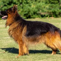 Freida, a female German Shepherd Dog for sale in Nappanee, IN – Photo 7 of 7