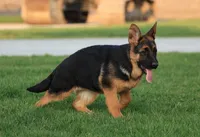 Freida, a female German Shepherd Dog for sale in Nappanee, IN – 3 of 7