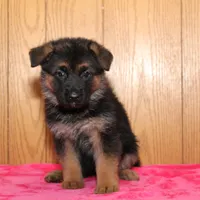Freida, a female German Shepherd Dog for sale in Nappanee, IN – Photo 2 of 7