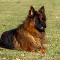 Freida, a female German Shepherd Dog for sale in Nappanee, IN – Photo 6 of 7