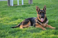 Freida, a female German Shepherd Dog for sale in Nappanee, IN – 7 of 7