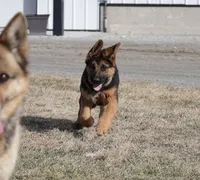 Mindy, a female German Shepherd Dog for sale in Nappanee, IN – Photo 2 of 8