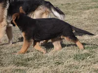 Mindy, a female German Shepherd Dog for sale in Nappanee, IN – Photo 3 of 8