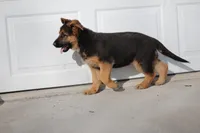 Mindy, a female German Shepherd Dog for sale in Nappanee, IN – Photo 7 of 8