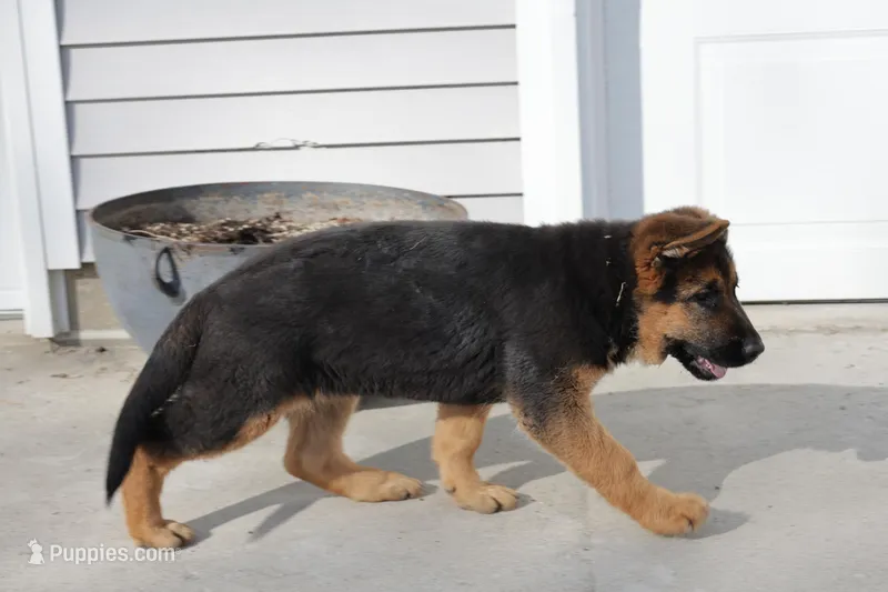 Mindy – German Shepherd Dog puppy for sale in Nappanee, IN