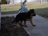 Mindy, a female German Shepherd Dog for sale in Nappanee, IN – Photo 5 of 8