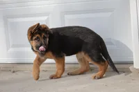 Mindy, a female German Shepherd Dog for sale in Nappanee, IN – Photo 8 of 8