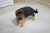Mindy, a female German Shepherd Dog for sale in Nappanee, IN – Photo 6 of 8