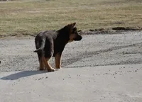 Mindy, a female German Shepherd Dog for sale in Nappanee, IN – Photo 4 of 8
