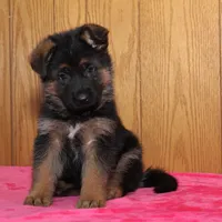 Natalie, a female German Shepherd Dog for sale in Nappanee, IN – Photo 5 of 5
