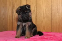 Natalie, a female German Shepherd Dog for sale in Nappanee, IN – Photo 4 of 10
