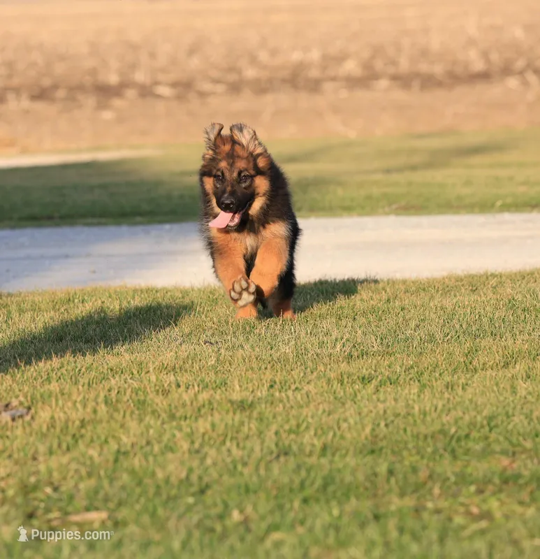 Natalie – German Shepherd Dog puppy for sale in Nappanee, IN