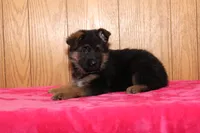 Natalie, a female German Shepherd Dog for sale in Nappanee, IN – Photo 7 of 10