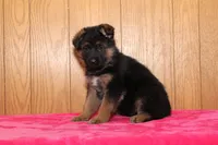 Natalie, a female German Shepherd Dog for sale in Nappanee, IN – Photo 10 of 10