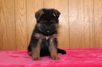 Natalie, a female German Shepherd Dog for sale in Nappanee, IN – Photo 6 of 10