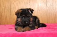 Natalie, a female German Shepherd Dog for sale in Nappanee, IN – Photo 3 of 10