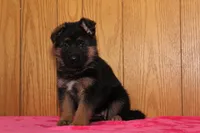 Natalie, a female German Shepherd Dog for sale in Nappanee, IN – Photo 1 of 10