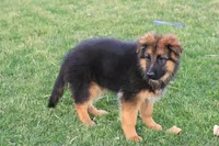 Natalie, a female German Shepherd Dog for sale in Nappanee, IN – Photo 2 of 5