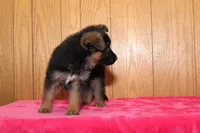 Natalie, a female German Shepherd Dog for sale in Nappanee, IN – Photo 9 of 10