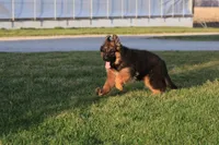 Natalie, a female German Shepherd Dog for sale in Nappanee, IN – Photo 3 of 5