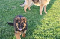 Natalie, a female German Shepherd Dog for sale in Nappanee, IN – Photo 4 of 5