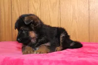 Natalie, a female German Shepherd Dog for sale in Nappanee, IN – Photo 5 of 10