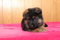 Natalie, a female German Shepherd Dog for sale in Nappanee, IN – Photo 2 of 10