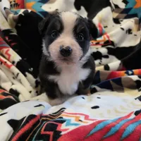 AKC MAS Tri Girl, a female Miniature American Shepherd for sale in Shreveport, LA – Photo 3 of 4