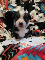 AKC MAS Tri Girl, a female Miniature American Shepherd for sale in Shreveport, LA – Photo 3 of 4