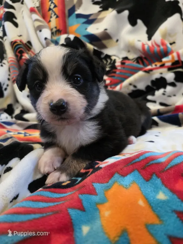 AKC MAS Tri Girl, a female Miniature American Shepherd for sale in Shreveport, LA – Photo 1 of 4