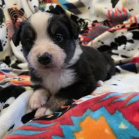AKC MAS Tri Girl, a female Miniature American Shepherd for sale in Shreveport, LA – Photo 1 of 4