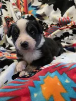AKC MAS Tri Girl, a female Miniature American Shepherd for sale in Shreveport, LA – Photo 1 of 4