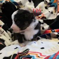AKC MAS Tri Girl, a female Miniature American Shepherd for sale in Shreveport, LA – Photo 2 of 4