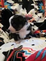 AKC MAS Tri Girl, a female Miniature American Shepherd for sale in Shreveport, LA – Photo 2 of 4