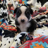 AKC MAS Tri Girl, a female Miniature American Shepherd for sale in Shreveport, LA – Photo 4 of 4