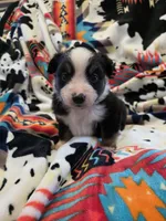 AKC MAS Tri Girl, a female Miniature American Shepherd for sale in Shreveport, LA – Photo 4 of 4