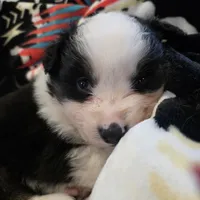 AKC MAS Tri Boy, a male Miniature American Shepherd for sale in Shreveport, LA – Photo 4 of 4