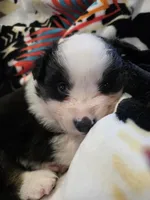 AKC MAS Tri Boy, a male Miniature American Shepherd for sale in Shreveport, LA – Photo 4 of 4