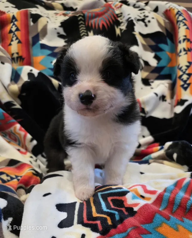 AKC MAS Tri Boy, a male Miniature American Shepherd for sale in Shreveport, LA – Photo 1 of 4