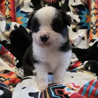AKC MAS Tri Boy, a male Miniature American Shepherd for sale in Shreveport, LA – Photo 1 of 4