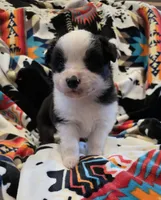 AKC MAS Tri Boy, a male Miniature American Shepherd for sale in Shreveport, LA – Photo 1 of 4
