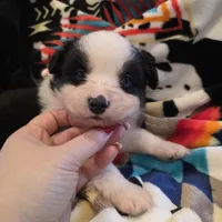 AKC MAS Tri Boy, a male Miniature American Shepherd for sale in Shreveport, LA – Photo 3 of 4