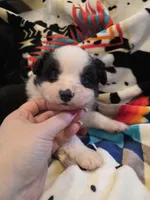 AKC MAS Tri Boy, a male Miniature American Shepherd for sale in Shreveport, LA – Photo 3 of 4