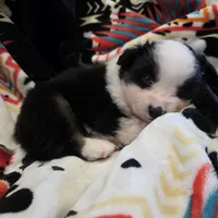 AKC MAS Tri Boy, a male Miniature American Shepherd for sale in Shreveport, LA – Photo 2 of 4