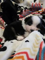 AKC MAS Tri Boy, a male Miniature American Shepherd for sale in Shreveport, LA – Photo 2 of 4