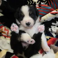 AKC MAS Tri Boy, a male Miniature American Shepherd for sale in Shreveport, LA – Photo 3 of 3